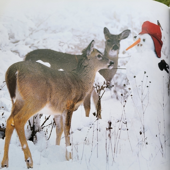 Stranger in the Woods: A Photographic Fantasy ~ Signed by Authors! - Picture 12 of 16